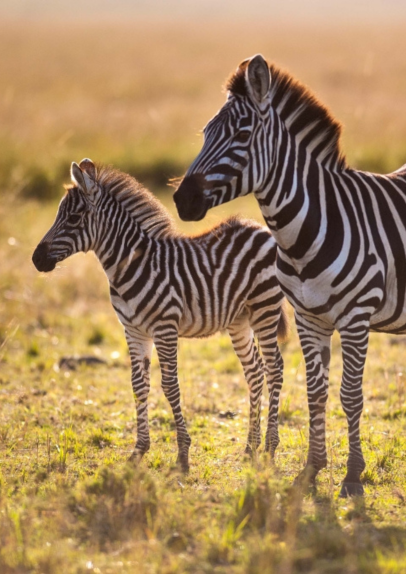 «Дикі тварини»